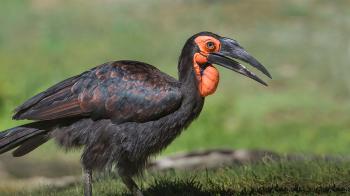 Hornbill | San Diego Zoo Animals & Plants