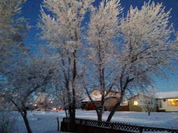 Pilot Butte, SK. Horror frost | Plants & Trees | Pinterest | Plants