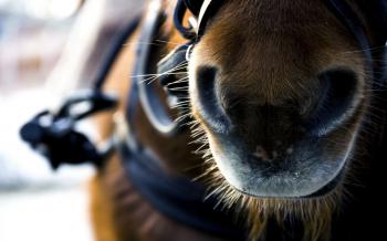 Close Up Horse Eyes Stock Video Footage - VideoBlocks