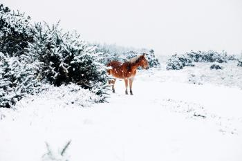 Horse In Snow