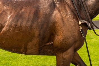 Horse Muscles