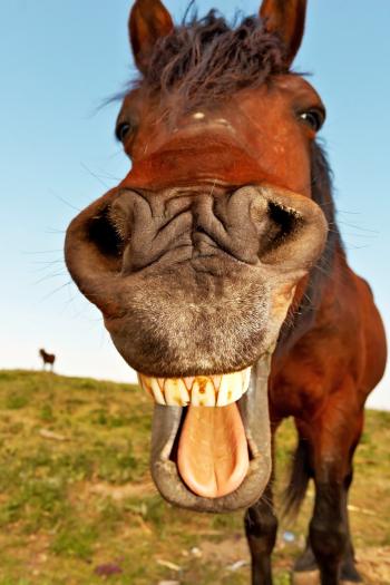 Missile Crash, Hello Horse, and EPIC Quotes - Funny Status