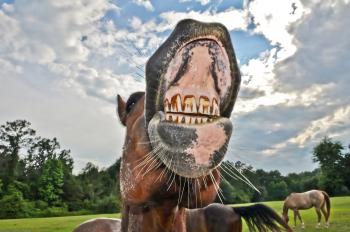 Horse teeth needs dental work