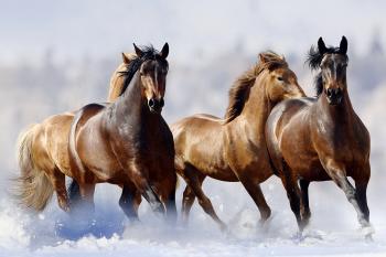Did a Russian lake flash-freeze a herd of horses? | HowStuffWorks