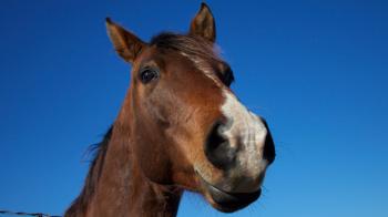 Scientists Discover that Horses Are More Expressive Than Chimps ...