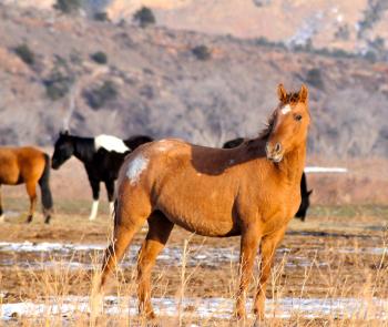 Black Hills Wild Horse Sanctuary | Rapid City SD