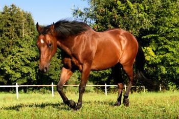 Quarter Horses for Sale