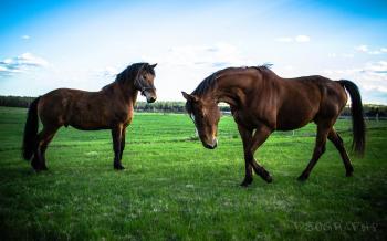 The Spring Horse Turnout - YouTube