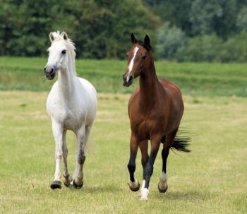 Horses in the Netherlands
