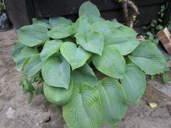 Hosta 'Bressingham Blue' 1 Ltr - Marginal Plants - Pond Plants - Plants