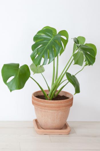 25 Easy Houseplants - Easy To Care For Indoor Plants