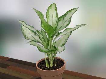 How to Care for Indoor Plants: 15 Steps (with Pictures) - wikiHow
