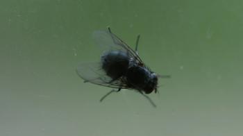 House flies on a dirty window Stock Video Footage - Videoblocks