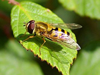 Hoverfly - Keep Indianapolis Beautiful