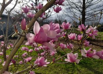 Spring blooms herald early arrival of spring | Mississippi State ...