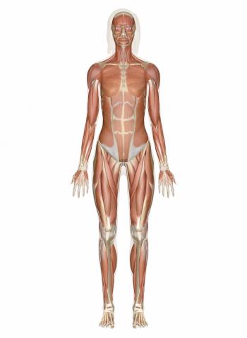 Picture Of Anatomy Explore Human And Physiology InnerBody ...