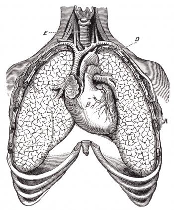 Human Heart & Lungs, Circa 1911