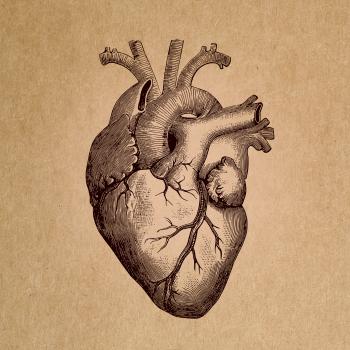 Human Heart - Anatomical Rendering