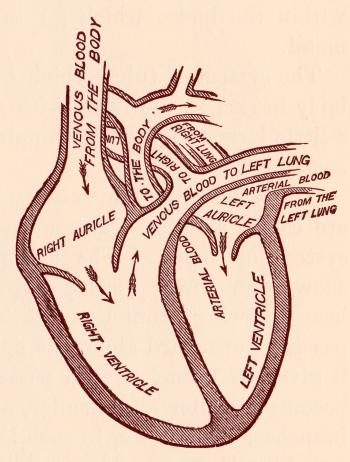 Human Heart Blood Circulation, Circa 191