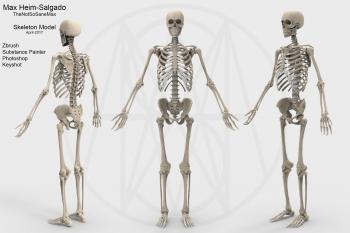 Accurate Human Skeleton 3D asset | CGTrader