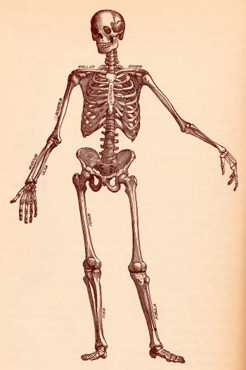 Human Skeleton, Circa 1911