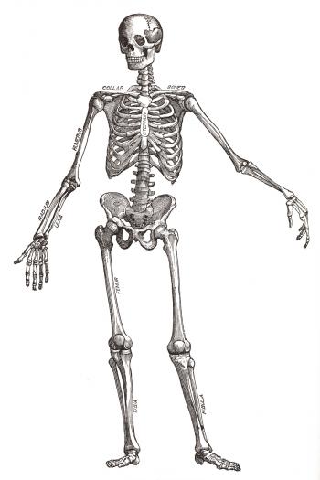 Human Skeleton, Circa 1911