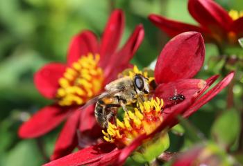 Hummel Bee in the Garden