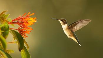 Super Hummingbirds | Full Episode | Nature | PBS