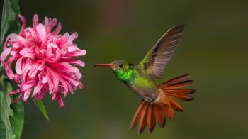 Hummingbird | San Diego Zoo Animals & Plants