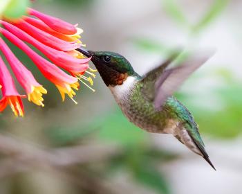 Create a Hummingbird Haven With Native Flowering Plants | Audubon