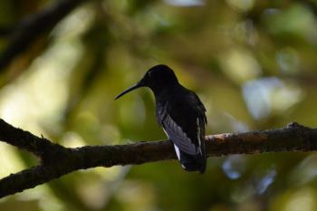 Brazilian Hummingbird Makes the Highest-Pitched Call Of Any Bird