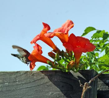 Hummingbird & Trumpet Flowers