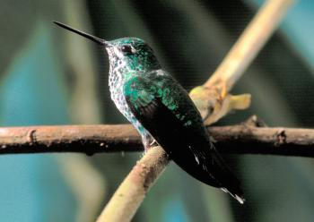 Hummingbird on the Branch