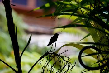 Hummingbird on the Branch