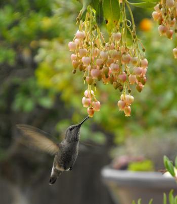 Hummingbird Searching for Food