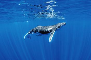 Dive Into the Serene, Magical World of the Humpback Whale | WIRED