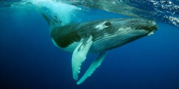Humpback Whale – Education Outdoors