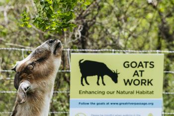 Hungry goats join the ranks of St. Paul city staff | Minnesota ...
