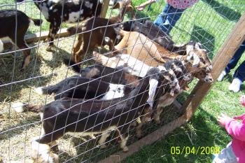 Hungry Goats