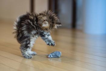 Cat Hunting Rat | HD Animals and Birds Wallpapers for Mobile and Desktop