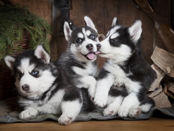 Husky Abandonment Is Turning into a Serious Problem