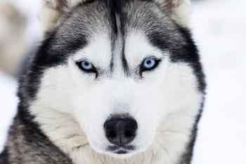 Husky Dog Free Photo - ISO Republic