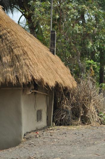 Village Hut India : Public Domain Pictures