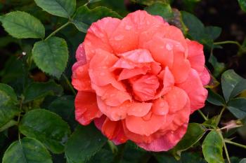Hybrid tea rose 'Song and Dance'