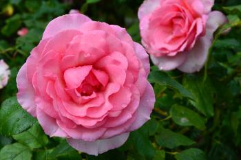Hybrid tea rose 'Westminster Pink'