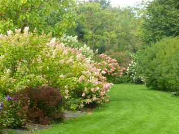 The Shamrock Hydrangea Collection, Normandy | Jardins à l'Anglaise