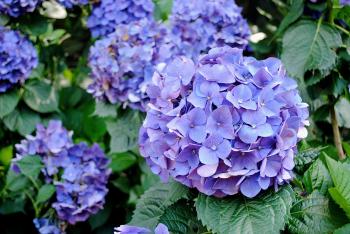 Hydrangea Flower Field, Yang Ming Shan | Blessings + Good Food