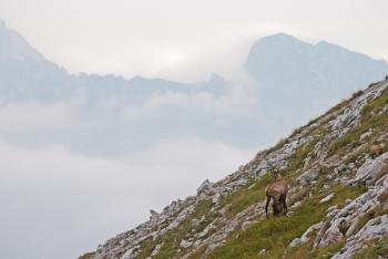 Ibex on the Mountain
