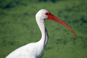 White Ibis | Audubon Field Guide