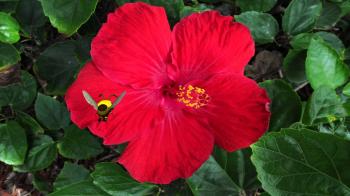 The Hibiscus Honey Bee A Sweet Thought - YouTube